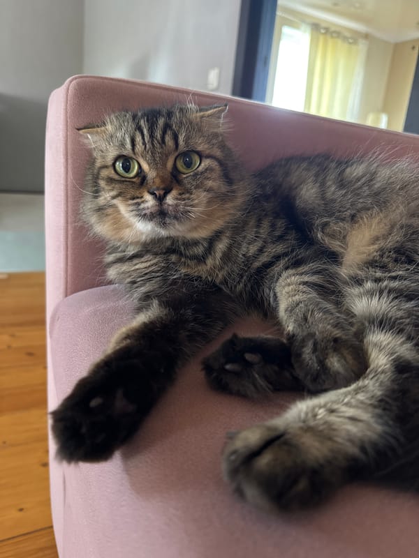 Tabby cat rests on pink chair in Belarus home