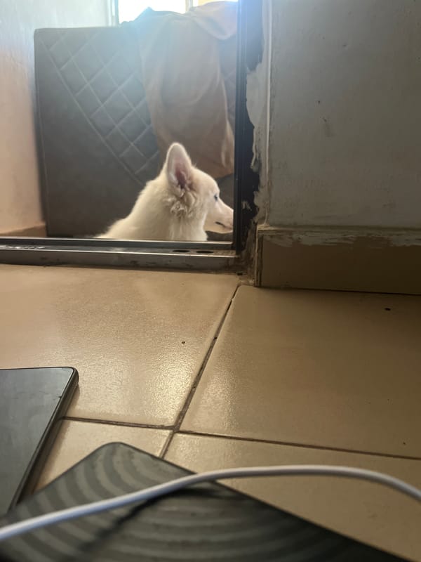 White dog peers through doorway in Ikot Ekpene home