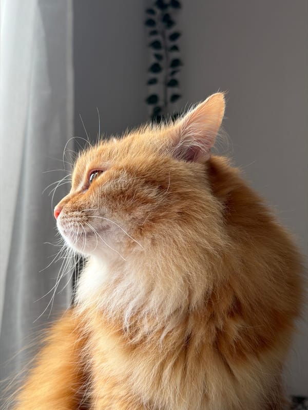 Orange tabby cat photographed in multiple poses in Belgrade
