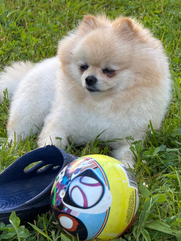 Pomeranian dog relaxes in German yard near playground equipment