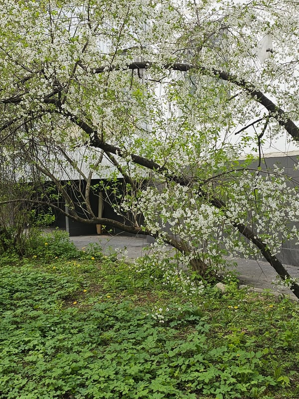 Spring scenes captured in Khimki: blossoming trees, cyclist