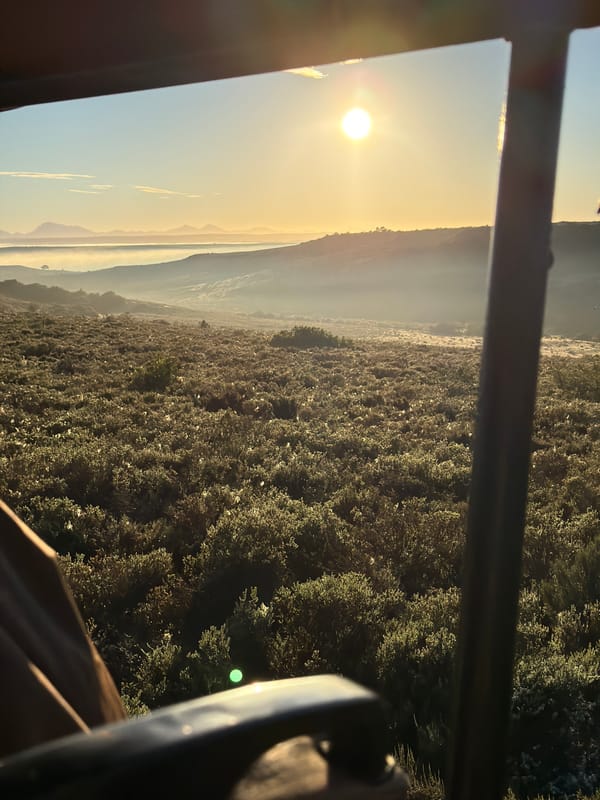 Rhinos spotted grazing at sunrise in South African grasslands