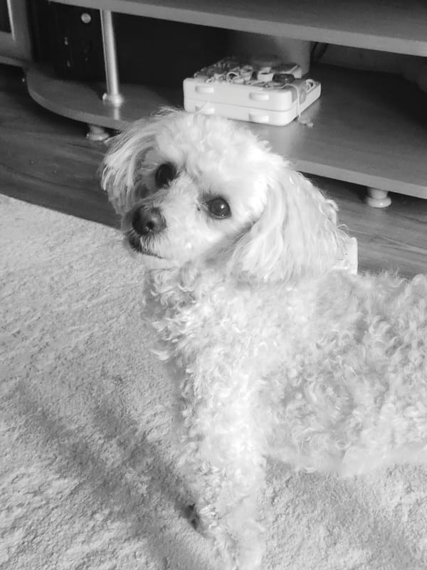 Morning home scenes with poodle and cake frosting in Chaikovsky