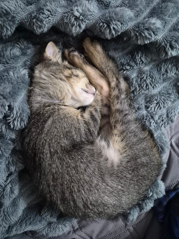 Lazy afternoon at home with a tabby kitten