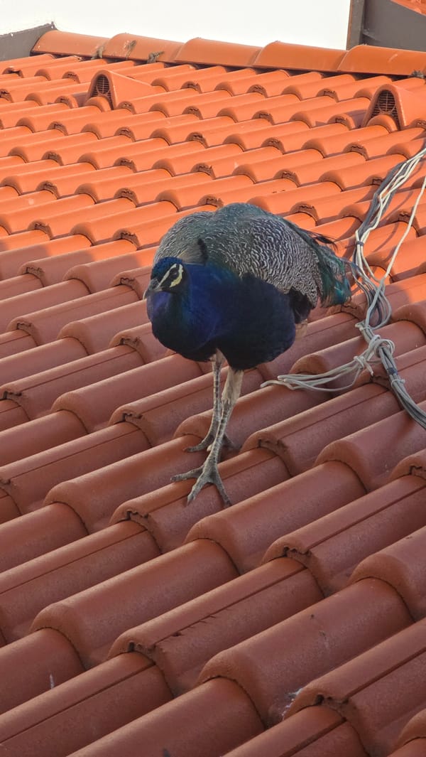 Peacocks take over the rooftops of Krasnovo, Bulgaria