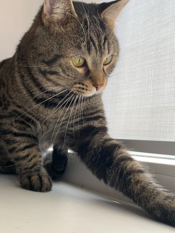 Tabby cat spotted on white windowsill in morning observation