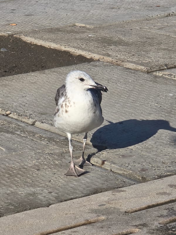 Juvenile seagull on concrete, Málaga waterfront
