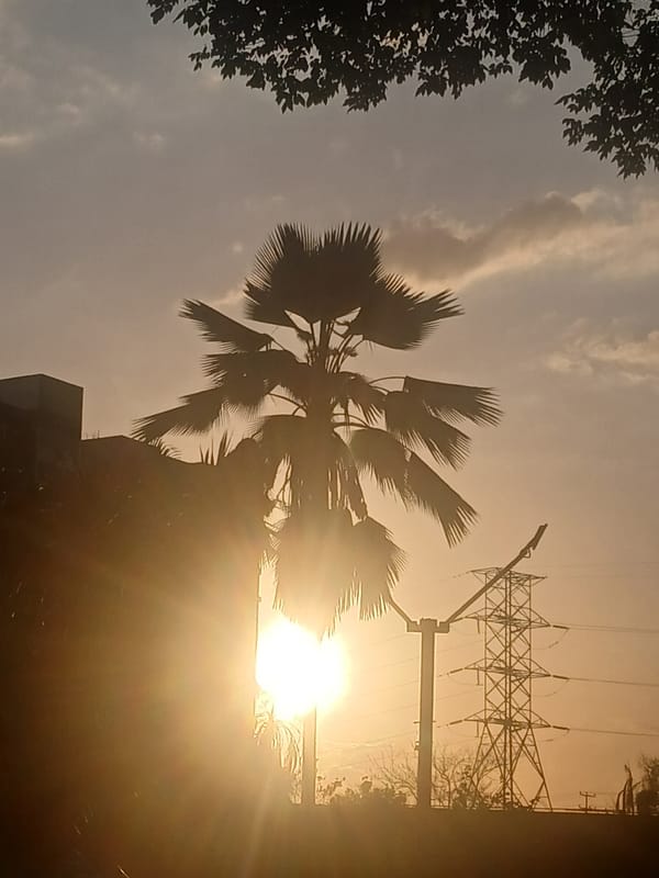 Plumeria trees bloom in Ciudad Guayana, Venezuela