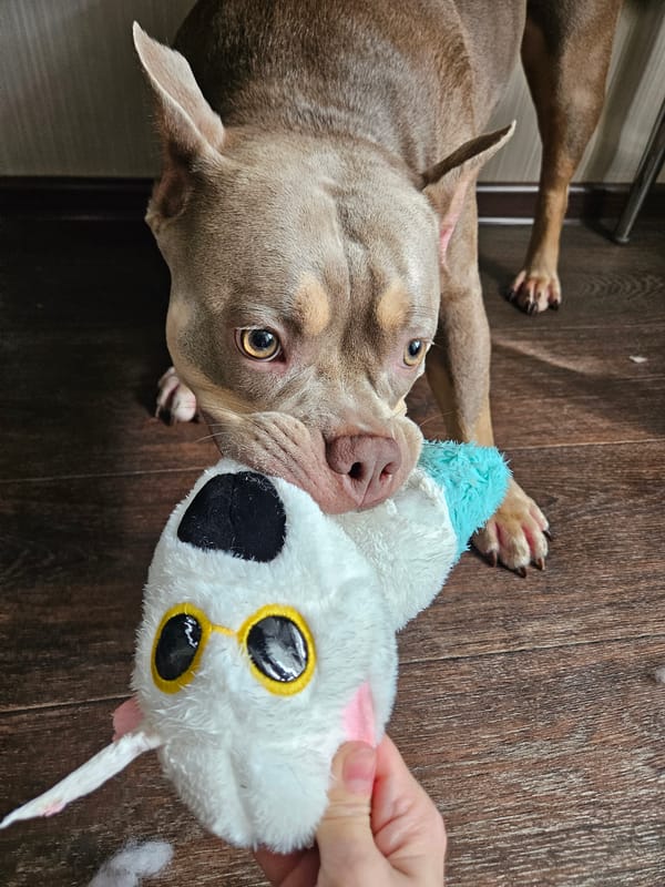 Dog plays with plush toy on wooden floor