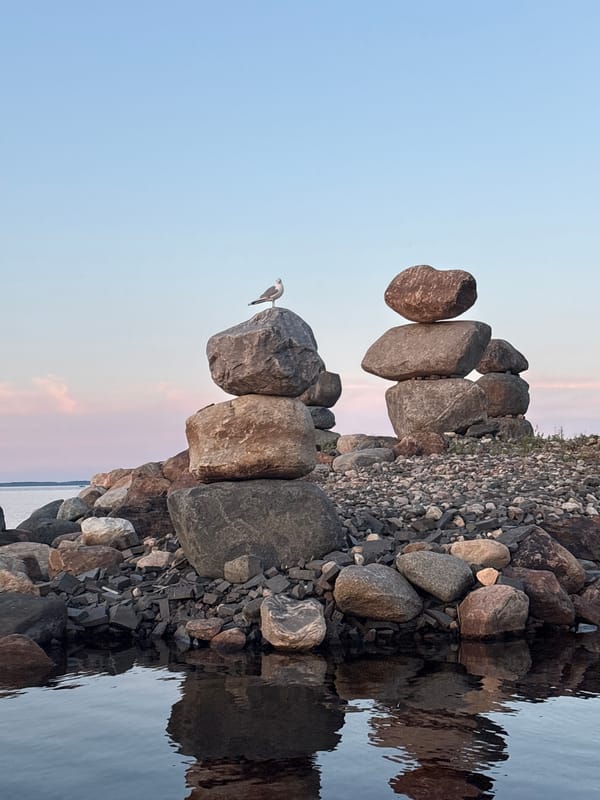 Seagull on rocks at golden hour, Petrozavodsk shoreline