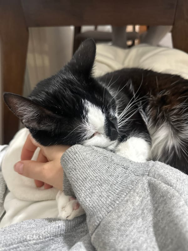 Person cuddles black and white cat indoors in Belgrade
