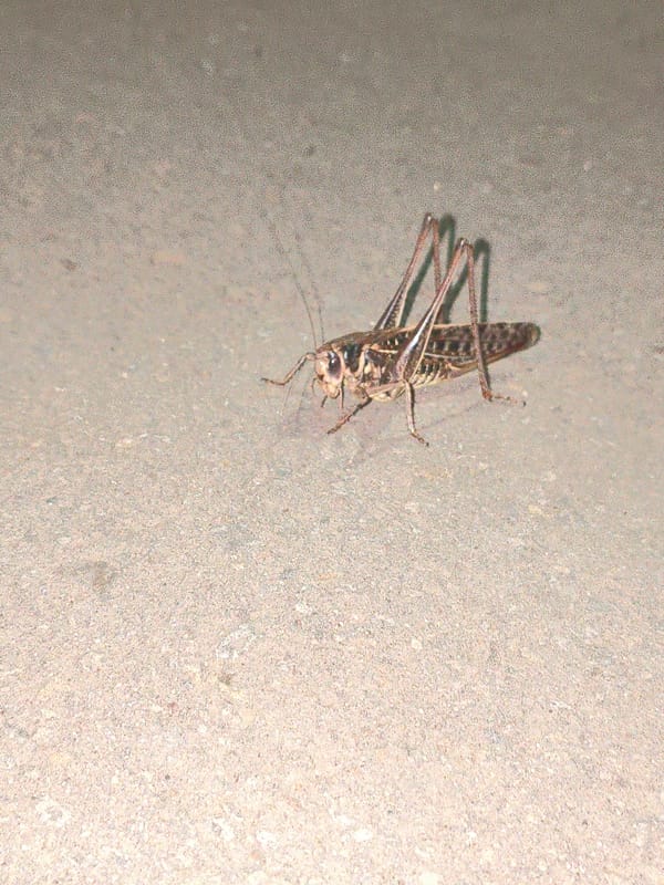 Grasshopper resting on asphalt in Alchevsk, Ukraine