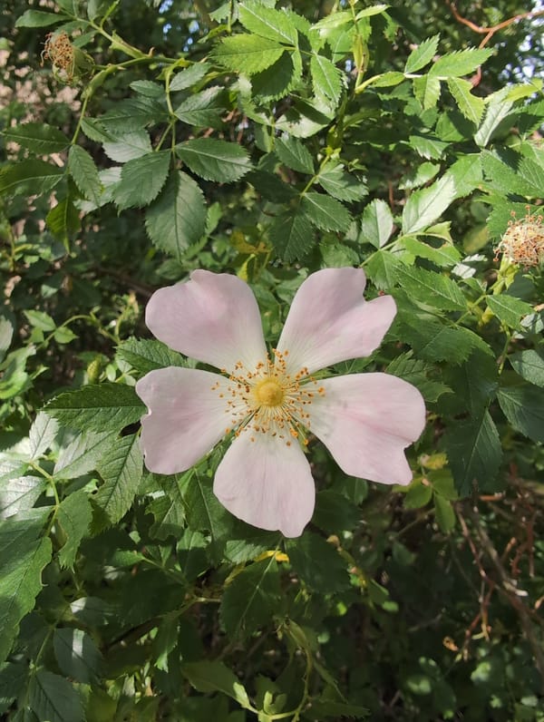 Roses and wild blooms in close-up, Lidingö summer afternoon