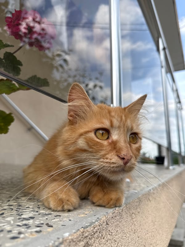 Pets photographed in Bulgarian town during afternoon hours
