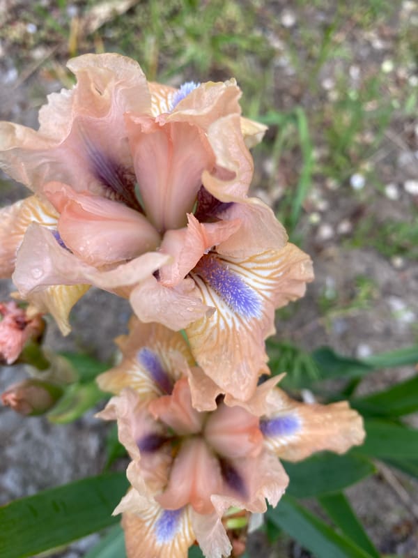 Spring Garden Flora Documented in Dnipro, Ukraine