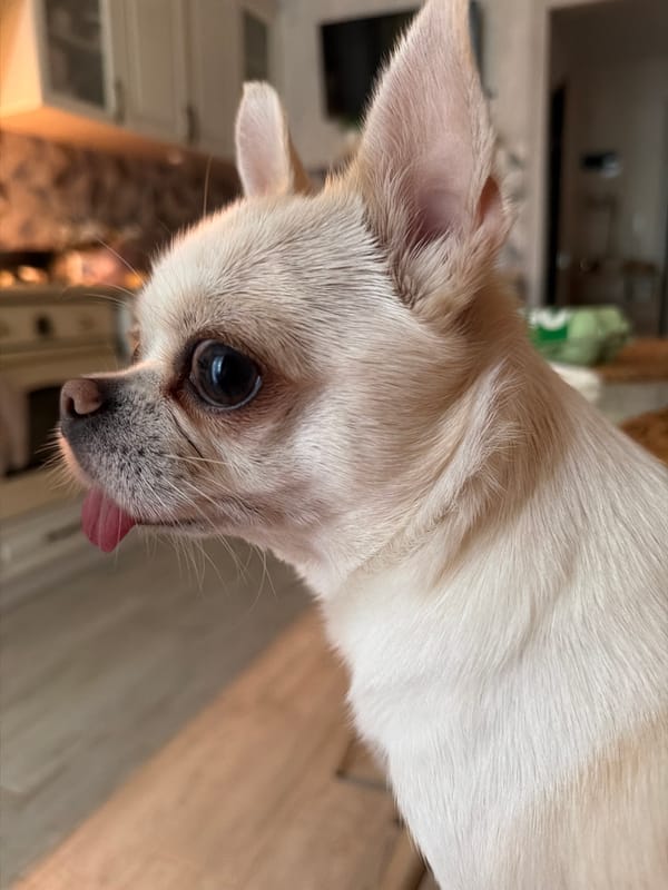 Cozy home morning with a Chihuahua and breakfast in Semiluki