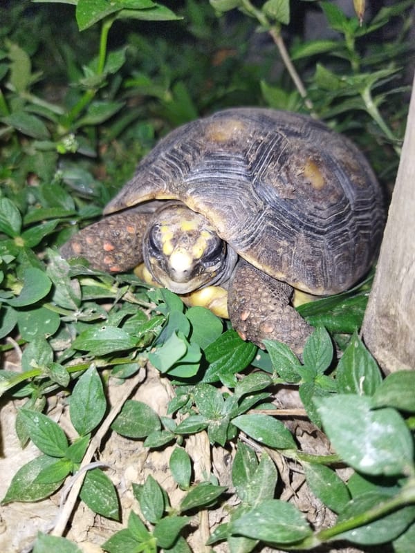 Wildlife photography session captures tortoises, pets in Venezuela