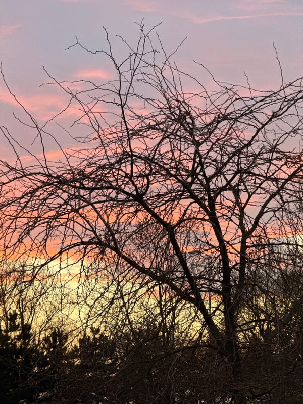 Sunset silhouette captured through bare branches in Zagreb