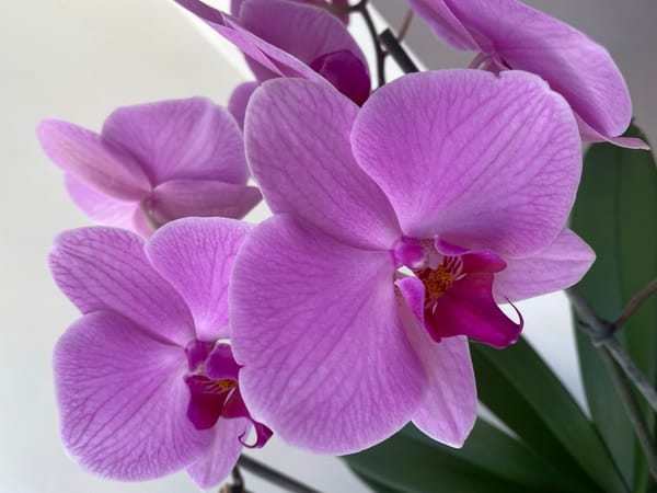 Purple orchids and urban hashtag captured in Alanya