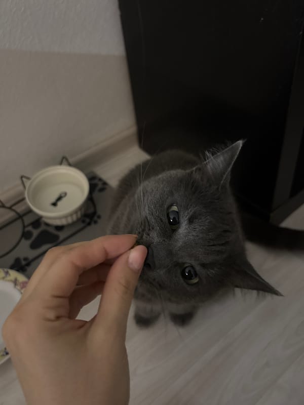 Grey cat offered treat indoors in Murino, Russia