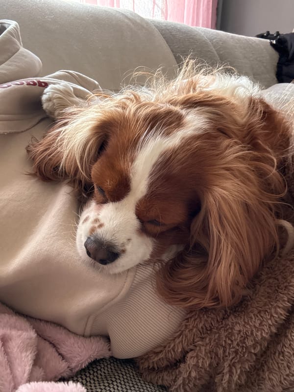 Dog naps while owner takes selfie in Sofia home