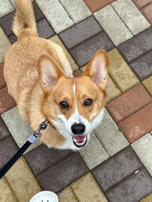 Corgi walk captured on cobblestone paths in Ovoshchnoy, Russia