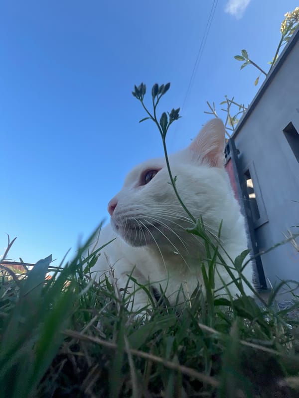 Heterochromic white cat roams a Sukawati property on a sunny morning