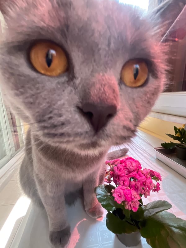 Grey cat captured in domestic moments around Alanya home