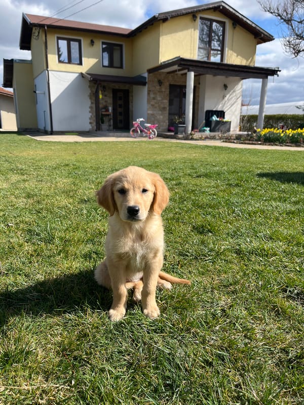 Golden retriever puppy and cat spotted in Kostinbrod homes