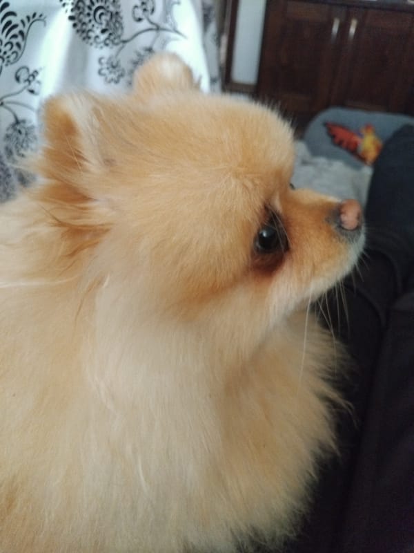 Small fluffy dog rests peacefully indoors in Bulgarian town