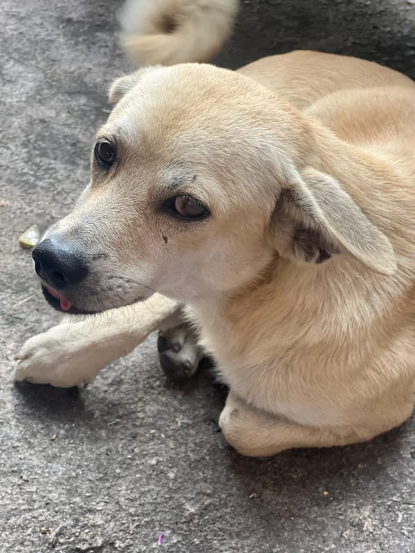 Dogs, cats, and a penjor on a quiet Denpasar street