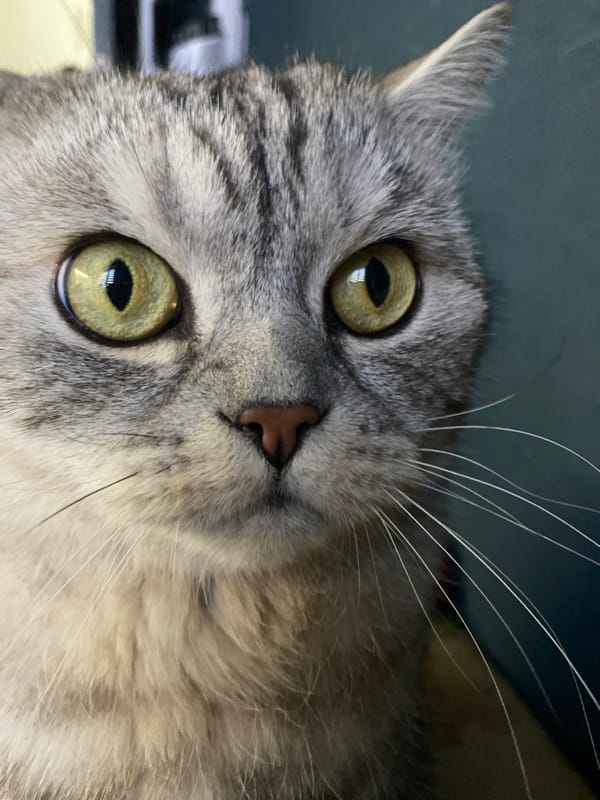 Everyday moments captured in Chaikovsky: cats, family, street scenes