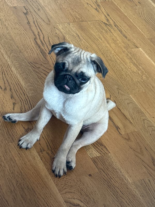 Women celebrate birthday party with pug dogs indoors