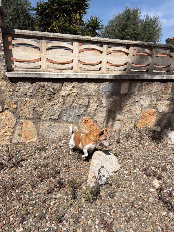 Dog spotted at poolside patio in Mont-roig del Camp