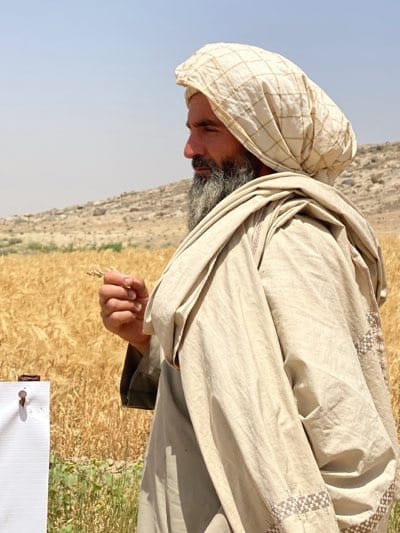 Traditional gathering in Afghan wheat fields near Mir Ahmad Kalay