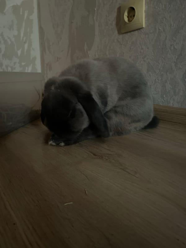 Cats and rabbit lounging around Votkinsk apartment during sunset