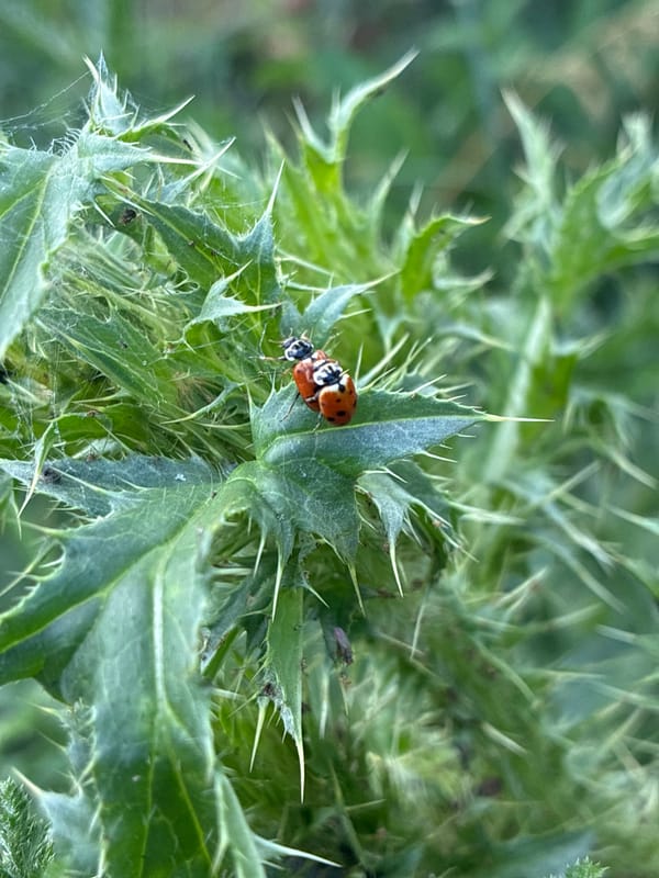 Close-up garden and wildflower macro shots from rural Russia