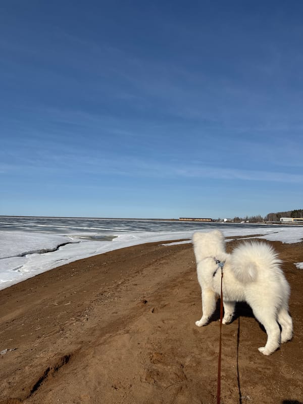 Spring day activities documented in Chaikovsky, Russia with dog and playground