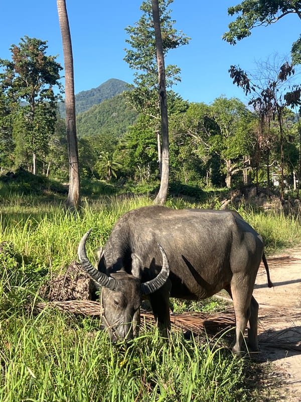 Water buffalo and a stray dog on a rural Ko Pha-ngan path