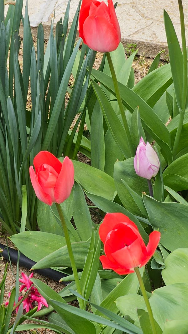 Spring tulips bloom in Varna garden
