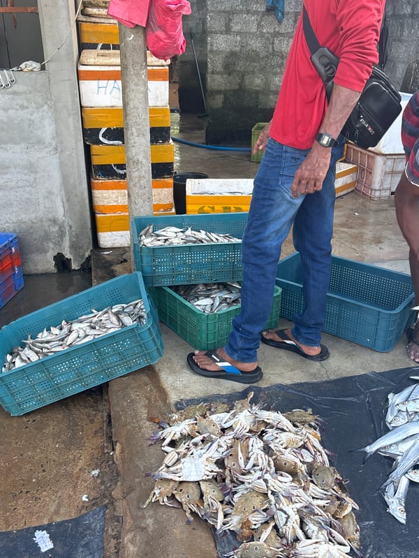 Early morning fish market operates in Peleana, Sri Lanka