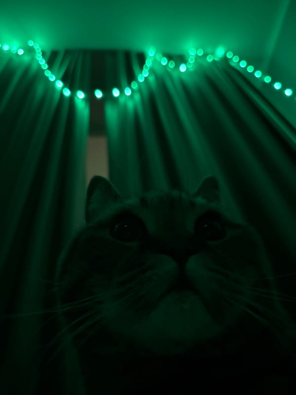 Tabby cat under green fairy lights in a dim Mikhaylovsk room