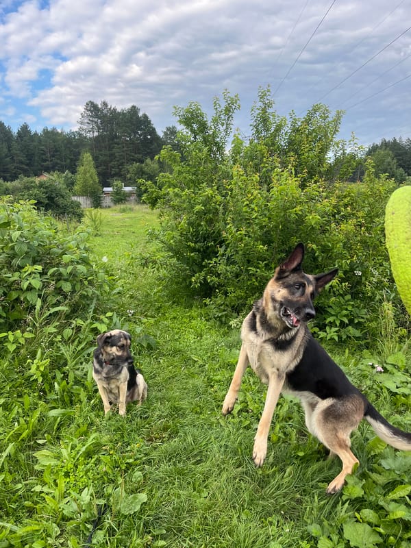 German Shepherds playing fetch in a Nizhny Tagil backyard
