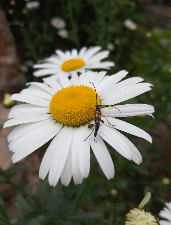 Summer flowers and insects in a Russian city garden