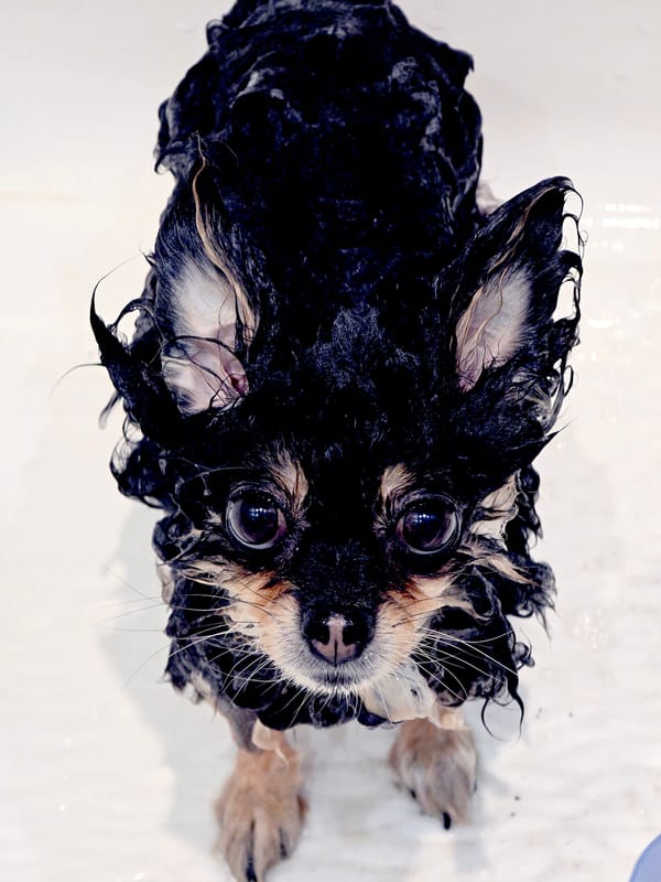 Wet Chihuahua bath time captured in Khimki, Russia