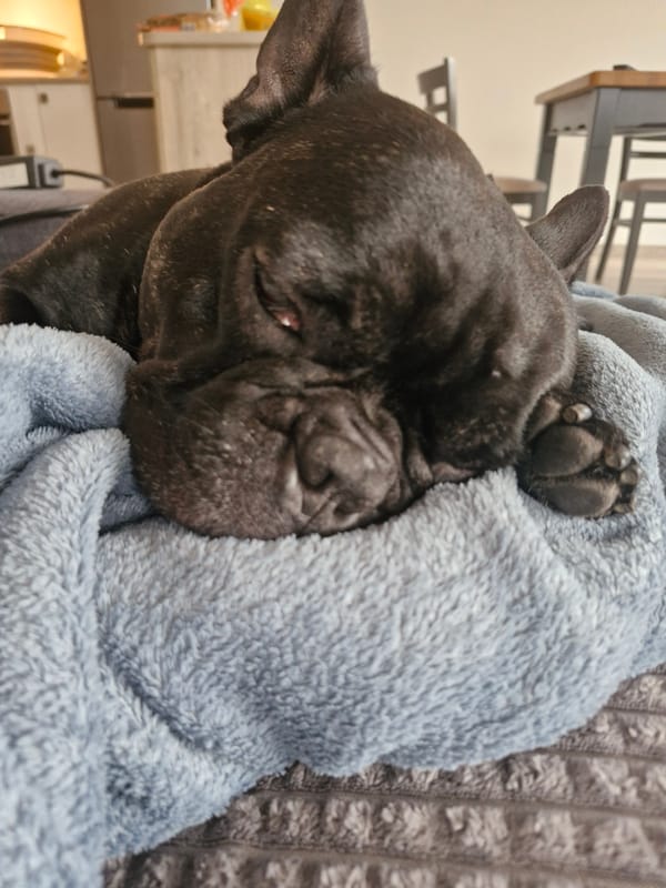 French Bulldog rests in blanket in Plovdiv home