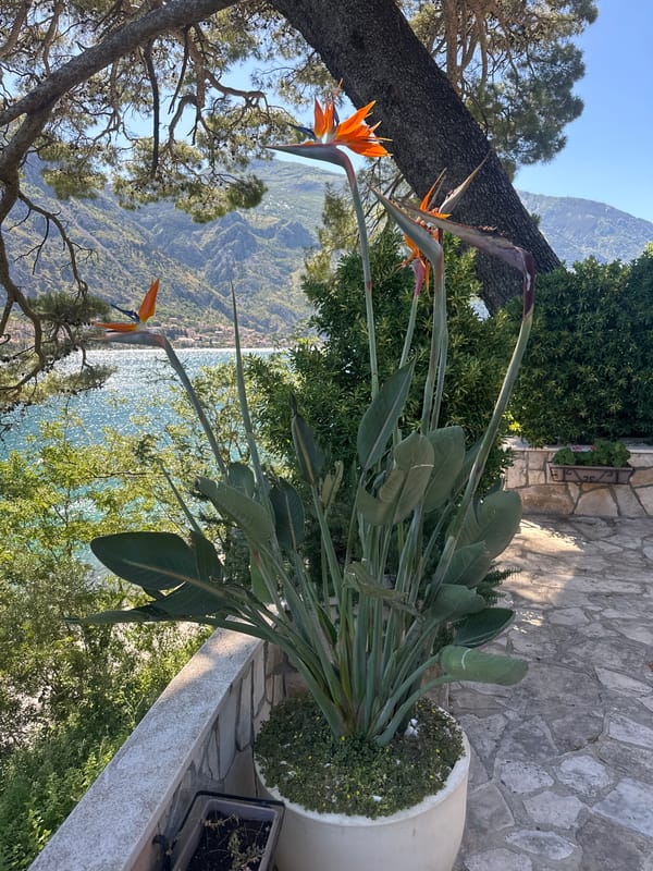 Morning tourist activity captured in coastal Prčanj, Montenegro