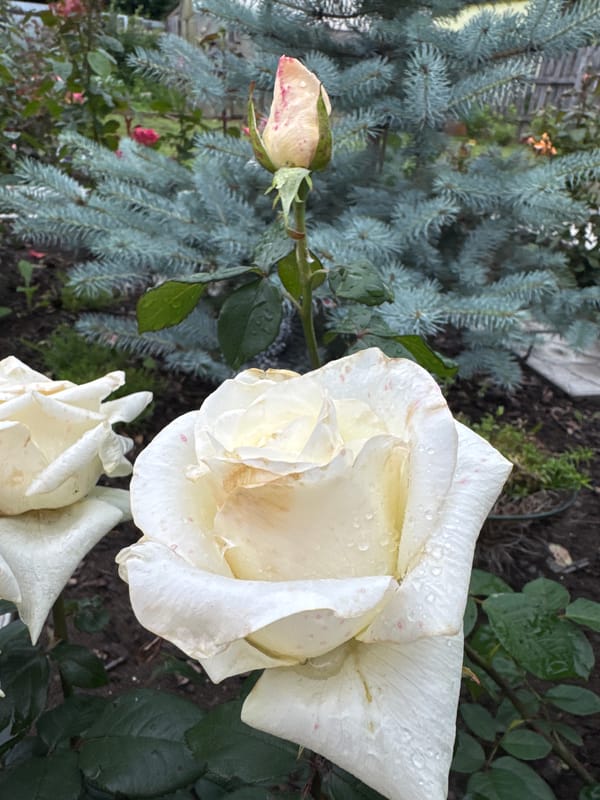 Lazy morning at home in Chaikovsky — dog, roses, and coffee