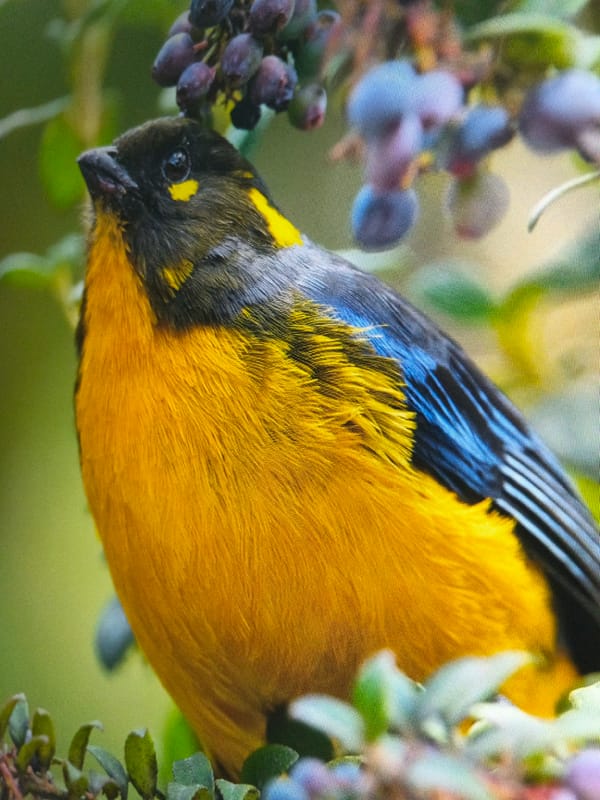 Colorful bird spotted feeding among purple berries in Nigeria