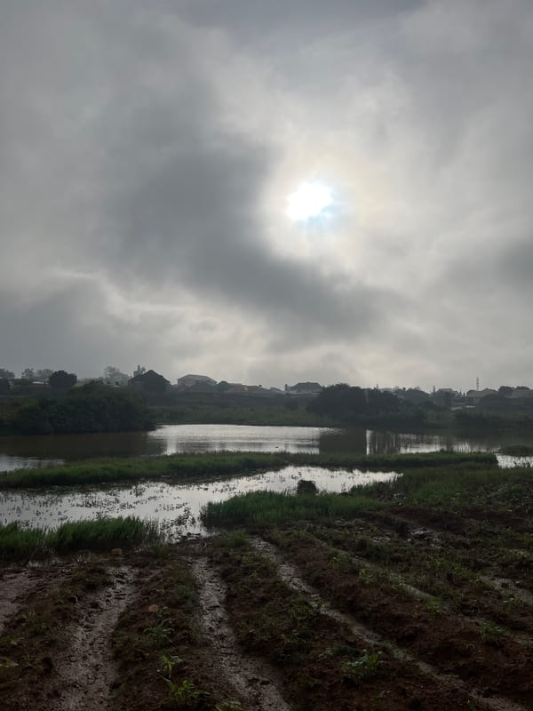 Rainy morning at a Jos pond, school kids on muddy roads